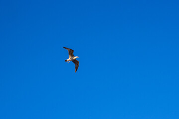 Seagull flying over the Black Sea coast near the village of Sanzheyka in Odessa region, Ukraine. Beautiful blue waves on a sunny summer day