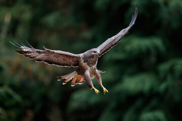 Common buzzard, buteo buteo, flying in the forest in the Netherlands
