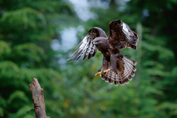 Common buzzard, buteo buteo, flying in the forest in the Netherlands