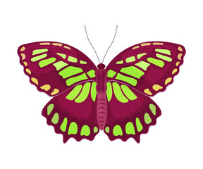 Fluttering Tropical Butterfly with Brightly Coloured Wings Vector Illustration