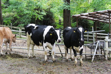 六甲山牧場・牛