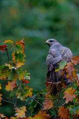 Common buzzard, buteo buteo, sitting on a branch in the autumn in the forest in the Netherlands