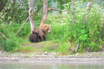 Ruling the landscape, brown bears of Kamchatka (Ursus arctos beringianus)