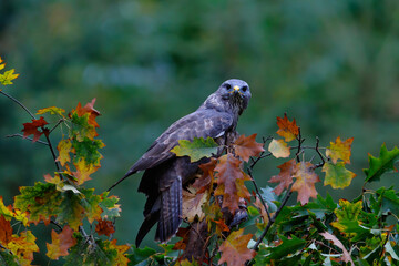 Common buzzard, buteo buteo, sitting on a branch in the autumn in the forest in the Netherlands