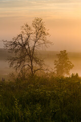 Obraz premium morning fog over the lake. Sunlight through the forest