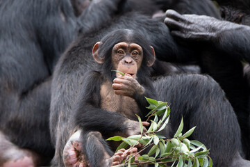 Close-up of a baby chimpanzee eating leaves before adults.