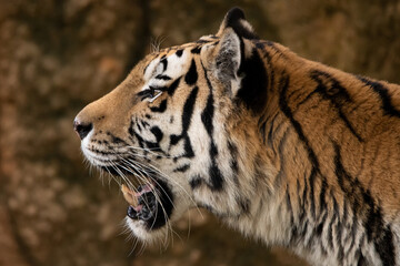 Close-up of the profile of a tiger against the rock wall.