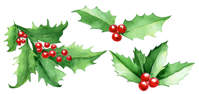 watercolor set, collection of Christmas holly leaves. green leaves and red holly berries isolated on white background, christmas clipart. winter decoration for postcards, wrapping paper
