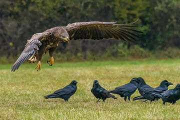 White Tailed Eagle (Haliaeetus albicilla) in flight. Also known as the ern, erne, gray eagle, Eurasian sea eagle and white-tailed sea-eagle. Wings Spread. Poland, Europe. Birds of prey.