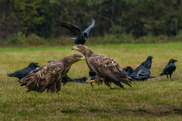 White Tailed Eagle (Haliaeetus albicilla) in flight. Also known as the ern, erne, gray eagle, Eurasian sea eagle and white-tailed sea-eagle. Wings Spread. Poland, Europe. Birds of prey.