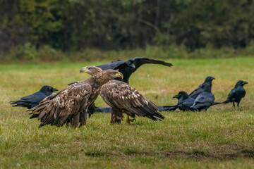 White Tailed Eagle (Haliaeetus albicilla) in flight. Also known as the ern, erne, gray eagle, Eurasian sea eagle and white-tailed sea-eagle. Wings Spread. Poland, Europe. Birds of prey.