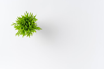 Small green plant isolated on white background with copyspace. Top view