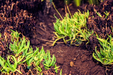 Spider web entanglement with life