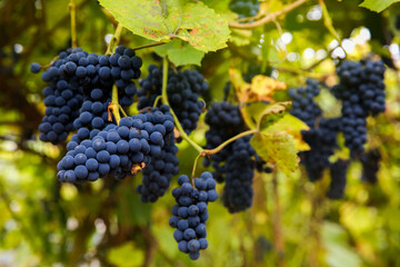 Fototapeta premium Red black bunches Pinot Noir grapes growing in vineyard with blurred background and copy space. Harvesting in the vineyards concept.