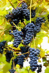 Red black bunches Pinot Noir grapes growing in vineyard with blurred background and copy space. Harvesting in the vineyards concept.
