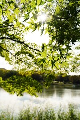 Trees and pond in a park at Tokyo, Japan under blue sky at Showakinen park.
