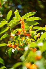 Osmanthus fragrans var. aurantiacus,orange osmanthus,fragrant olives flowers are blooming at a park in Tokyo, Japan in Autumn. Orange small flowers are blooming under the blue sky.
