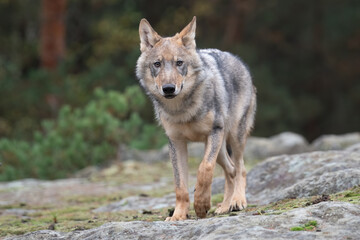 Obraz premium Lone wolf running in autumn forest Czech Republic
