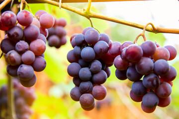 Close up of red black bunches Pinot Noir grapes growing in vineyard with blurred background and copy space. Harvesting in the vineyards concept.