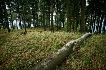 Amazing Carpathian forest in cloudy weather, Slovakia, Europe