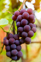 Close up of red black bunches Pinot Noir grapes growing in vineyard with blurred background and copy space. Harvesting in the vineyards concept.