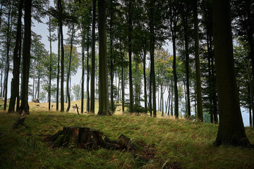 Amazing Carpathian forest in cloudy weather, Slovakia, Europe