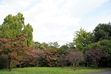 Obraz premium Trees and blue sky at park in Tokyo, Japan. In autumn. Showakinen Park.