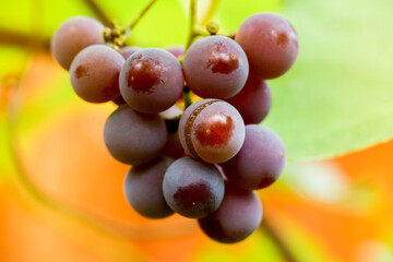 Close up of red black bunches Pinot Noir grapes growing in vineyard with blurred background and copy space. Harvesting in the vineyards concept.