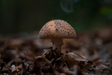 mushroom in the forest