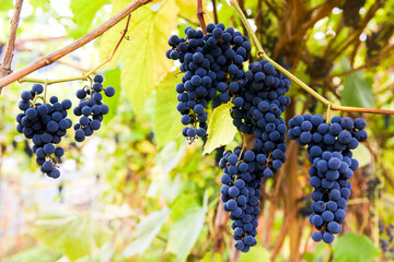 Red black bunches Pinot Noir grapes growing in vineyard with blurred background and copy space. Harvesting in the vineyards concept.
