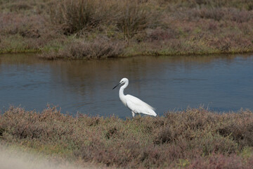 Little Egret in Blue Water