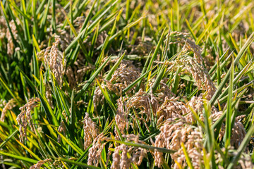 Panoramic view of a paddy field in the Ebro Delta, in Catalonia, Spain, with the ripe rice in the plant before harvesting