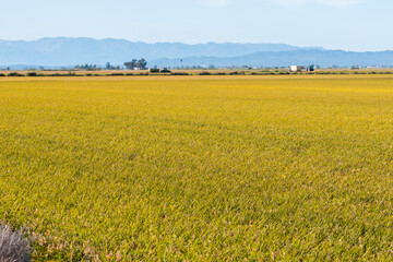 Panoramic view of a paddy field in the Ebro Delta, in Catalonia, Spain, with the ripe rice in the plant before harvesting