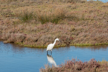 Little Egret in Blue Water in Delta del Ebro, Spain.