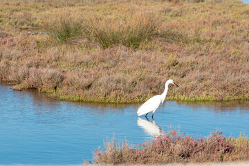Fototapeta premium Little Egret in Blue Water