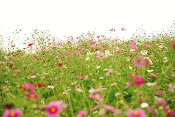 Obraz na płótnie Canvas Many cosmos flowers are blooming at a park in Tokyo, Japan. Showa kinen Park in Tokyo.