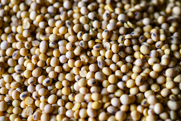 Soybeans, dry but not processed soybeans, in a farm hangar. Soybeans, close up. Grain, which is the raw material for a healthy diet. The concept of a good harvest.