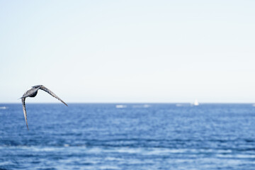 Fototapeta na wymiar Panoramic photo of a seabird flying above the sea.
