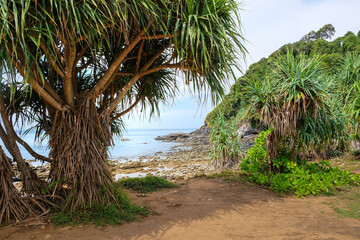Pandanus trees on a rocky seashore. Koh Lanta, Thailand