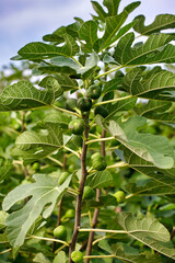 Closeup of common fig tree with fruits and foliage . Green leaves are lobed and the figs not ripe.