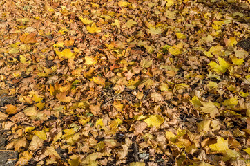 Orange and yellow autumn leaves background. Outdoor. Colorful backround image of fallen autumn leaves perfect for seasonal use.