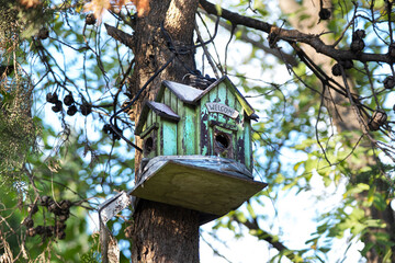 Wooden birdhouse on a treetop in the forest. Empty copy space for Editor's content.