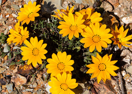 Bright Yellow Wild Flowers Close-up