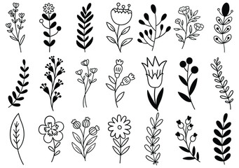 collection forest fern eucalyptus art foliage natural leaves herbs in line style. Decorative beauty elegant illustration for design hand drawn flower