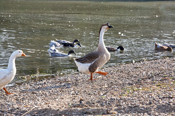 Goose By The River. Flock of geese on the river