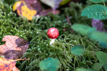 Fly agaric (Amaníta) is a genus of mycorrhizal lamellar fungi of the Amanitaceae family.