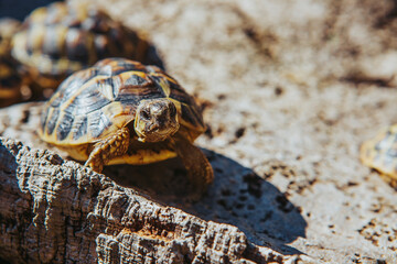 Turtles on bark