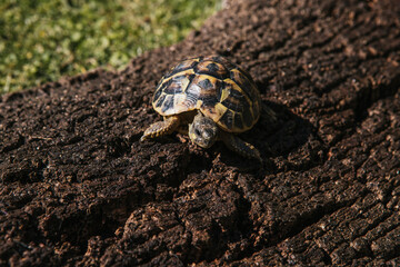 Turtle on bark