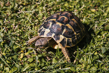Turtle on grass
