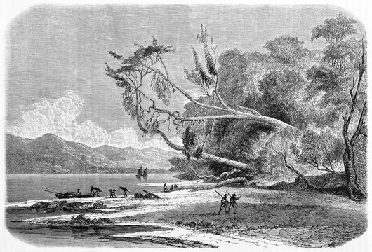 horizontal trunk tree emerging from vegetation facing Saint Nicholas Bay beach landscape, Chile. Ancient grey tone etching style art by De B�rard, published on Le Tour du Monde, Paris, 1861